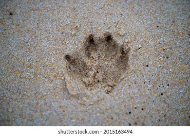 Senior French Bulldog Of Black And White Coloration, On A Beach In Portugal During The Summer On A Cloudy Day