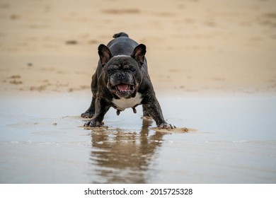 Senior French Bulldog Of Black And White Coloration, On A Beach In Portugal During The Summer On A Cloudy Day