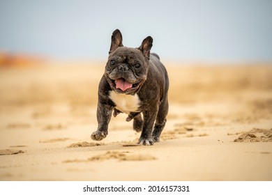 Senior French Bulldog Of Black And White Coloration, On A Beach In Portugal During The Summer On A Cloudy Day