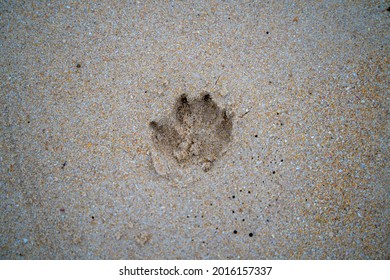 Senior French Bulldog Of Black And White Coloration, On A Beach In Portugal During The Summer On A Cloudy Day