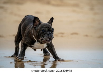 Senior French Bulldog Of Black And White Coloration, On A Beach In Portugal During The Summer On A Cloudy Day