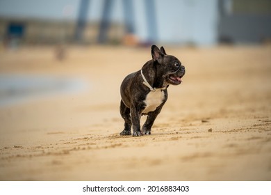 Senior French Bulldog Of Black And White Coloration, On A Beach In Portugal During The Summer On A Cloudy Day