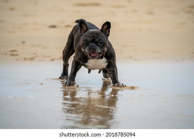 Senior French Bulldog Of Black And White Coloration, On A Beach In Portugal During The Summer On A Cloudy Day