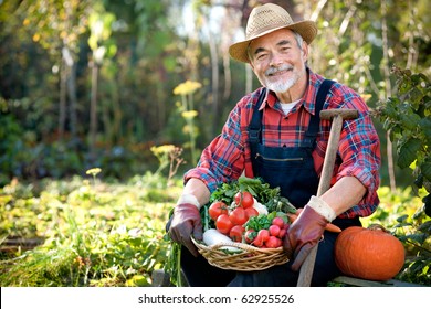 Senior Gardener With A Basket Of Harvested Vegetables  In The Garden