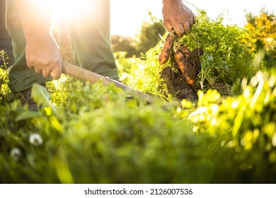 Senior gardener gardening in his permaculture garden - harvesting carrots