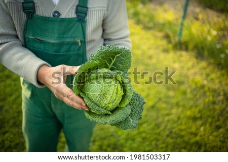 Senior gardener gardening in his permaculture garden -  holding a splendid Savoy Cabbage head
