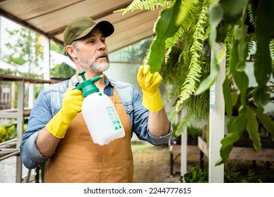 Senior gardener wear gloves using bottle spraying mix Bio fertilizer to green plants in the farmimg. Maintenance of non-toxic vegetables for eating in the family. In the evening. - Powered by Shutterstock