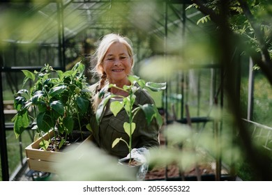 Senior gardener woman carrying crate with plants in greenhouse at garden, smiling. - Powered by Shutterstock
