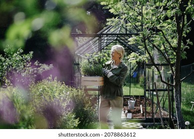 Senior gardener woman carrying crate with plants in greenhouse at garden. - Shutterstock ID 2078863612