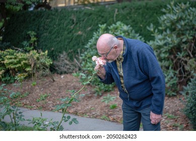 A Senior Gay Man Bends Over And Smells A Large Pink Rose In The Park.