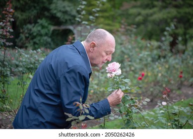 A Senior Gay Man Bends Over And Smells A Large Pink Rose In The Park.