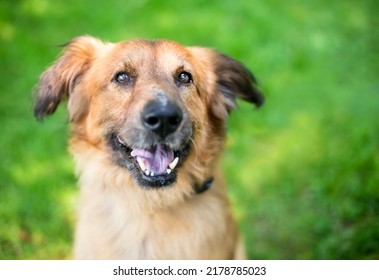 A senior German Shepherd mixed breed dog looking up at the camera - Shutterstock ID 2178785023
