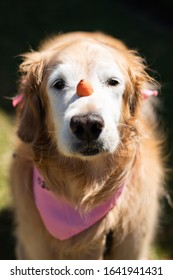 Senior Golden Retreiver Holding A Piece Of Carrot In Her Face, 