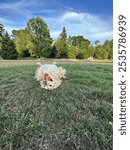 Senior Golden Retriever Dog rolling around in the grass at a park on a sunny day. Laying upside down with an orange ball in his mouth.