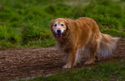 A SENIOR GOLDEN RETRIEVER WALKING ON A WOOD CHIP WLAKWAY AT THE OFF LEASH AREA AT MARYMOOR PARK IN REDMOND WASHINGTON