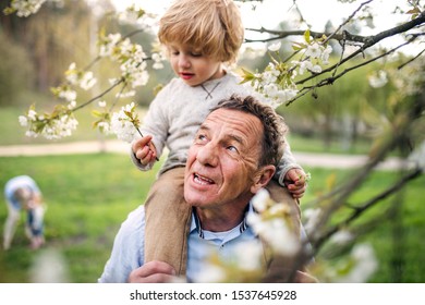 Senior grandfather with toddler grandson standing in nature in spring.