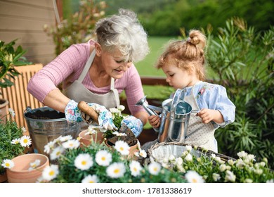Senior grandmother with small granddaughter gardening on balcony in summer. - Powered by Shutterstock