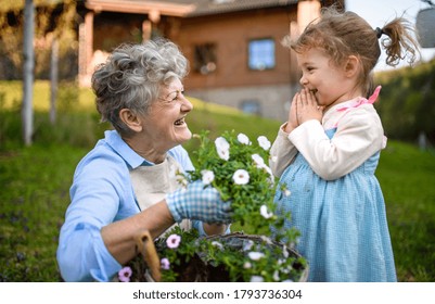 Senior grandmother with small granddaughter gardening outdoors in summer, laughing. - Powered by Shutterstock