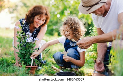 Senior grandparents and granddaughter gardening in the backyard garden. - Shutterstock ID 1482463589