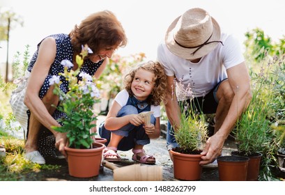 Senior grandparents and granddaughter gardening in the backyard garden. - Shutterstock ID 1488262799