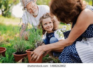 Senior grandparents and granddaughter gardening in the backyard garden. - Shutterstock ID 1488262802