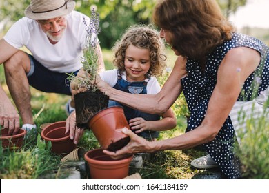 Senior grandparents and granddaughter gardening in the backyard garden. - Shutterstock ID 1641184159