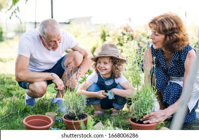 Senior grandparents and granddaughter gardening in the backyard garden. - Shutterstock ID 1668006286