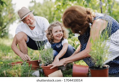 Senior grandparents and granddaughter gardening in the backyard garden. - Shutterstock ID 1704410014