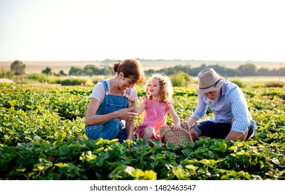 Senior grandparents and granddaughter picking strawberries on the farm. - Powered by Shutterstock