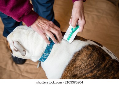 Senior Hands Applying Flea Treatment Medication On A Dog