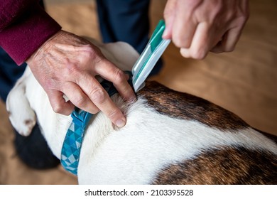 Senior Hands Applying Flea Treatment Medication On A Dog