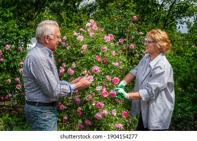 Senior Happy Smiling Man And Woman Couple Cut Roses On A Sunny Day. Spring And Summer Gardening.