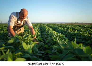 Senior Hardworking Farmer Agronomist In Soybean Field Checking Crops Before Harvest. Organic Food Production And Cultivation.