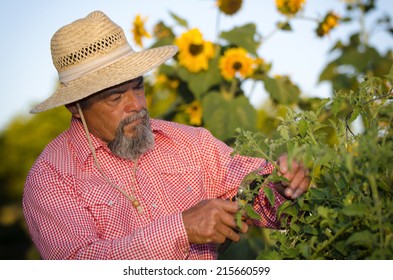 Senior Hispanic Male Gardener