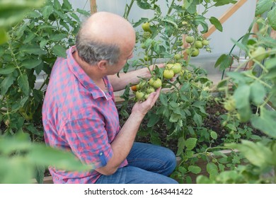 Senior Hispanic Organic Farmer Checking His Tomatoes In A Greenhouse