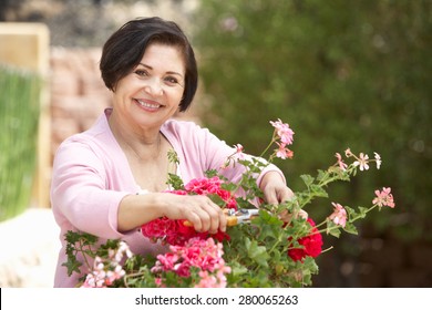 Senior Hispanic Woman Working In Garden Tidying Pots