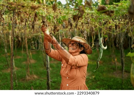 Senior Indian female farmer holding her cucumbers harvest smiling happily. Elderly Sri Lankan cheerful woman on her farm showing ripe vegetable hanging from above. Farming and gardening concept