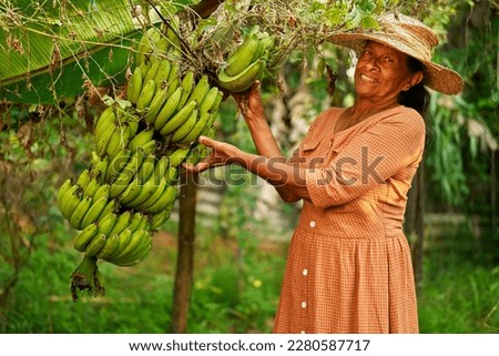 Senior Indian rural female farmer holding a bunch of green bananas smiling happily. Elderly Sri Lankan cheerful woman on her farm showing branch of small bananas. Farming and gardening concept