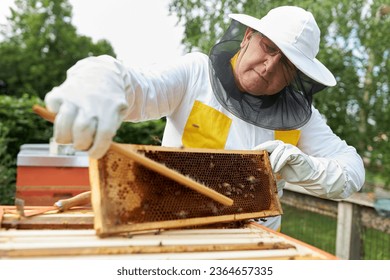 Senior male beekeeper using brush on honeycomb frame at apiary garden - Powered by Shutterstock