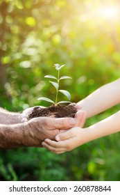 Senior Man And Baby Holding Young Plant In Hands Against Spring Green Background. Earth Day Concept