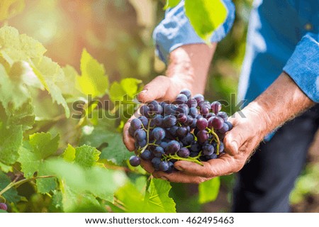 Senior man in blue shirt harvesting grapes in garden