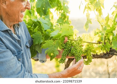 Senior man checking organic grape for wine production inside organic vineyards - Small business and harvest concept - Focus on center fruit bunch - Powered by Shutterstock