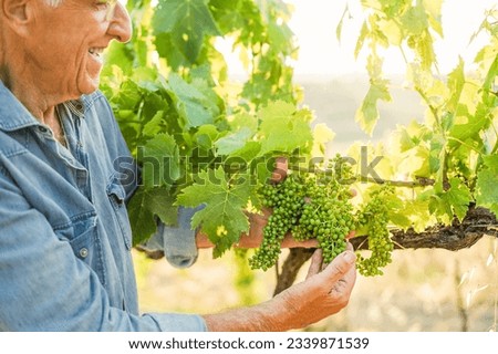 Similar – Foto Bild Trauben im Bioweinberg