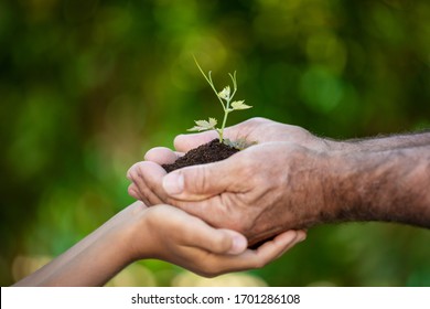 Senior man and child holding young plant in hands. Family with green sprout in handful. Earth day spring holiday concept.