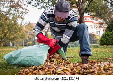 Senior Man Cleaning Garden From Fallen Leaves. Raking And Gardening In Fall Season. Putting Autumn Leaf Into Plastic Bag For Composting