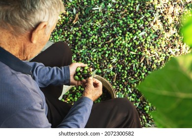 Senior man collecting olives on olive harvesting net and basket in Cyprus ,top view . - Powered by Shutterstock