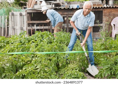 Senior man is dripping potatoes by shovel in garden outdoor at sunny day - Shutterstock ID 2364891377
