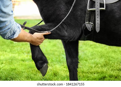 Senior man examining black horse outdoors, closeup - Powered by Shutterstock