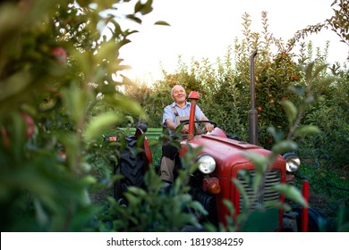 Senior man farmer driving his old retro styled tractor machine through apple fruit orchard. Active lifestyle. - Powered by Shutterstock