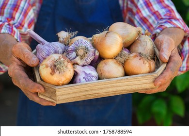 Senior man, farmer, worker holding in hands harvest of organic fresh onion and garlic. Bio and organic cultures, farming, private garden, orchard, natural economy - Powered by Shutterstock